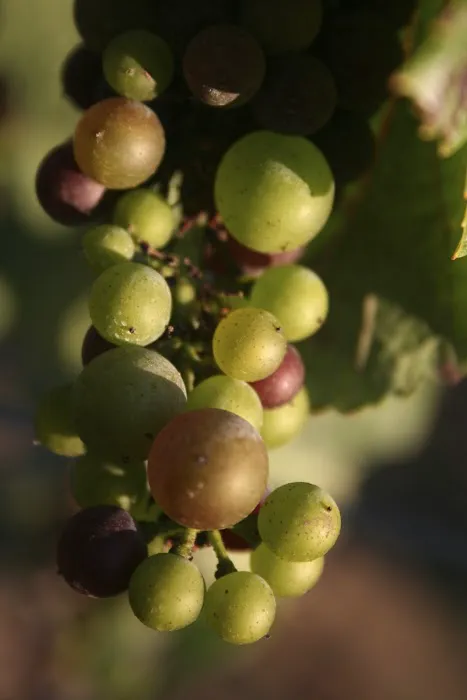 Wright & Goebel Wine & Spirits 5