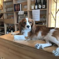Thirst Wine Merchants