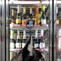 Last Call Wine & Spirits